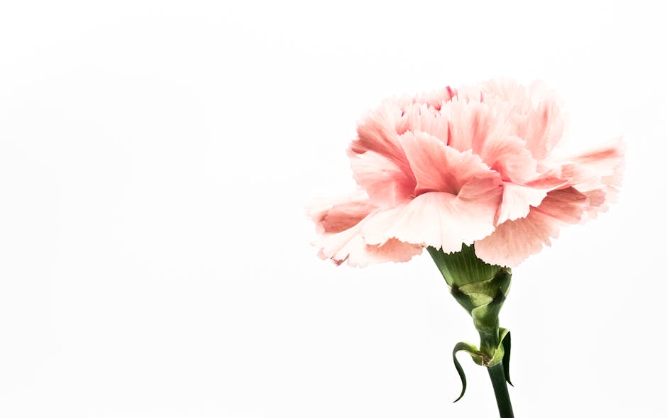 Carnation flower symbolizing layered wealth
